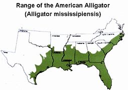 Image result for Alligator Map