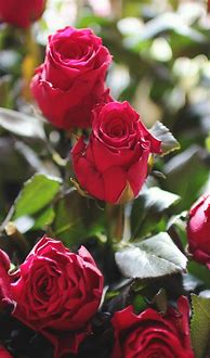 Image result for Rose Bouquet Girl iPhone Wallpaper