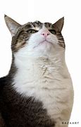 Image result for Cat Disgusted Face Meme