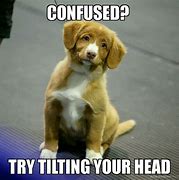 Image result for Confused Dog Head Tilt Meme