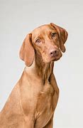 Image result for Folliculitis Dog