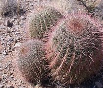 Image result for Barrel Cactus New Mexico
