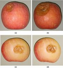 Image result for Decay Apple