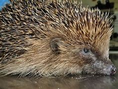 Image result for Hedgehog Spike in Hand