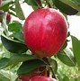 Image result for 114 Apple's