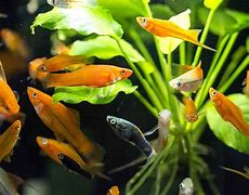 Image result for Small Fish Inages