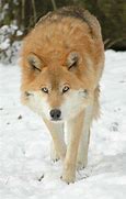 Image result for Light Brown Wolf