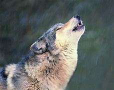 Image result for Beautiful Wolf Howling