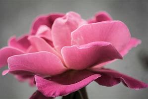 Image result for Pink Flower Petals