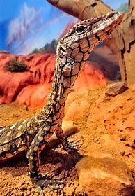 Image result for What Is the Biggest Type of Lizard