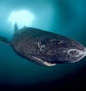 Image result for A Greenland Shark