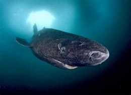 Image result for Greenland Shark