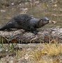 Image result for Indiana River Otter