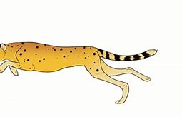 Image result for Cheetah Running Coloring Printable