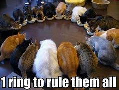 Image result for Funny Cat Memes for Girlfriend