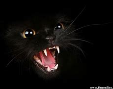 Image result for Scary Black Cat Eyes