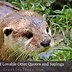 Image result for Motivational Otter Quotes