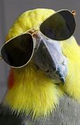 Image result for Funny Love Birds