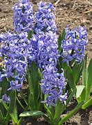 Image result for Hyacinthus Blue Jacket