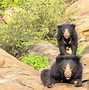 Image result for Indian Sloth Bear