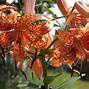 Image result for Exotic Lily Plants