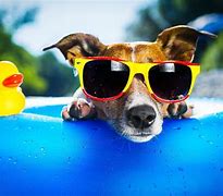 Image result for Dog Cool Photos Photagraphy