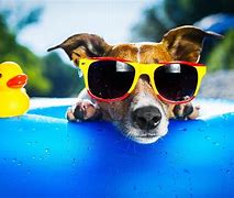 Image result for Cool Dogs