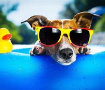 Image result for Cool Animals Wallpapers Dog