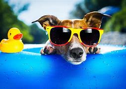 Image result for Cool Dogs