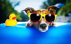 Image result for Cool Dog Photots