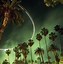 Image result for California Palm Trees