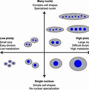 Image result for Ploidy of Nuclei