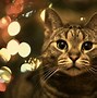 Image result for Merry Christmas Kitty Images