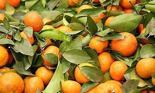 Image result for Mandarin Orange Tree Care