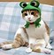 Image result for Cat with Straw Hat Meme