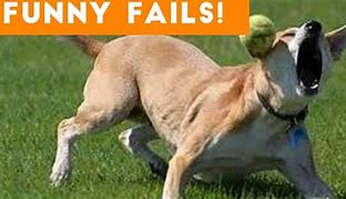 Image result for Funny Animal Fails