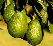 Image result for aguacateeo