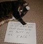 Image result for Dirty Cat Memes