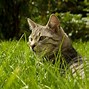 Image result for Cat Wallpaper Widescreen