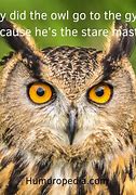 Image result for Owl Humor