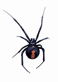 Image result for Redback Spider