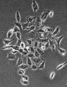 Image result for Hek 293 Senomyx