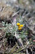Image result for Yellow Button Wildflowers