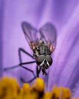 Image result for Cricket Insect