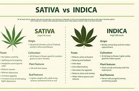 Image result for Sative vs Indica Pics