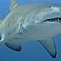 Image result for Long-Finned Mango Shark