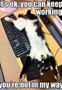 Image result for Angry Cat Typing Meme