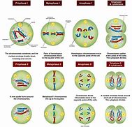 Image result for meiosis