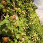 Image result for Italy Metal Apple Tree