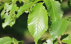 Image result for Ulmus Dodoens